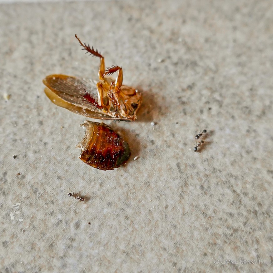 Atenas.May.2017.07-1220995