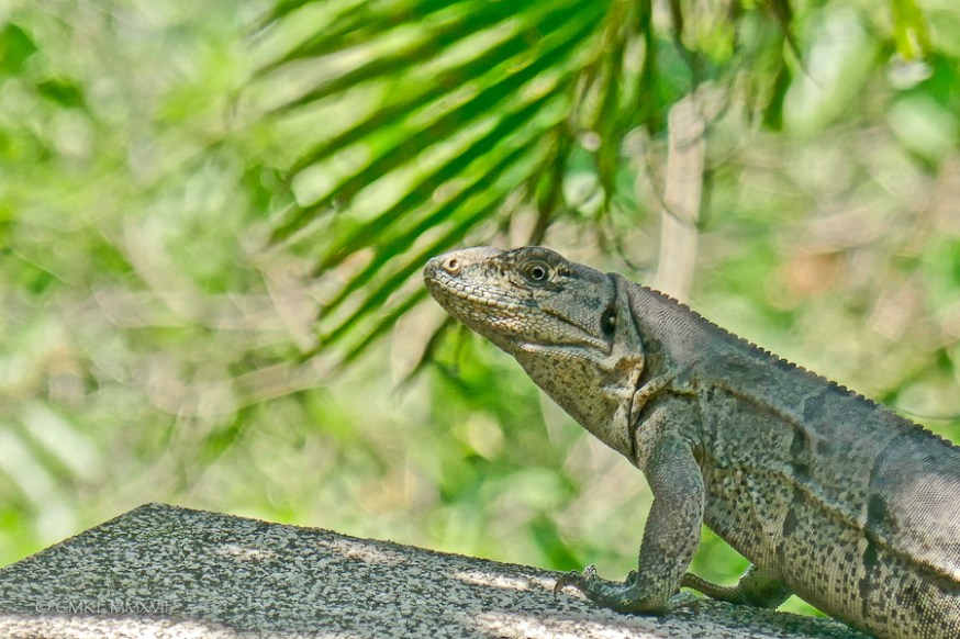 Atenas.May.2017.11-1230090