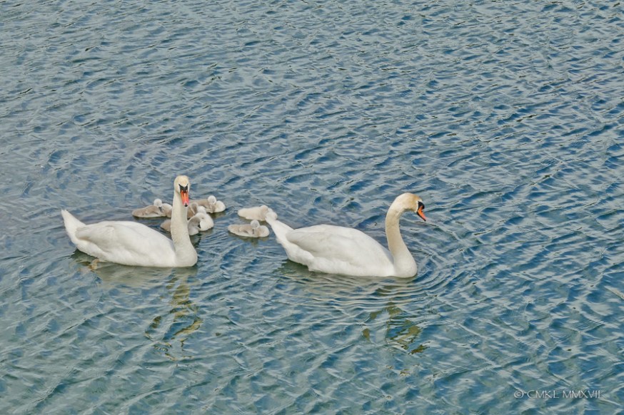 Saintes.Swans.2017.03-1220900