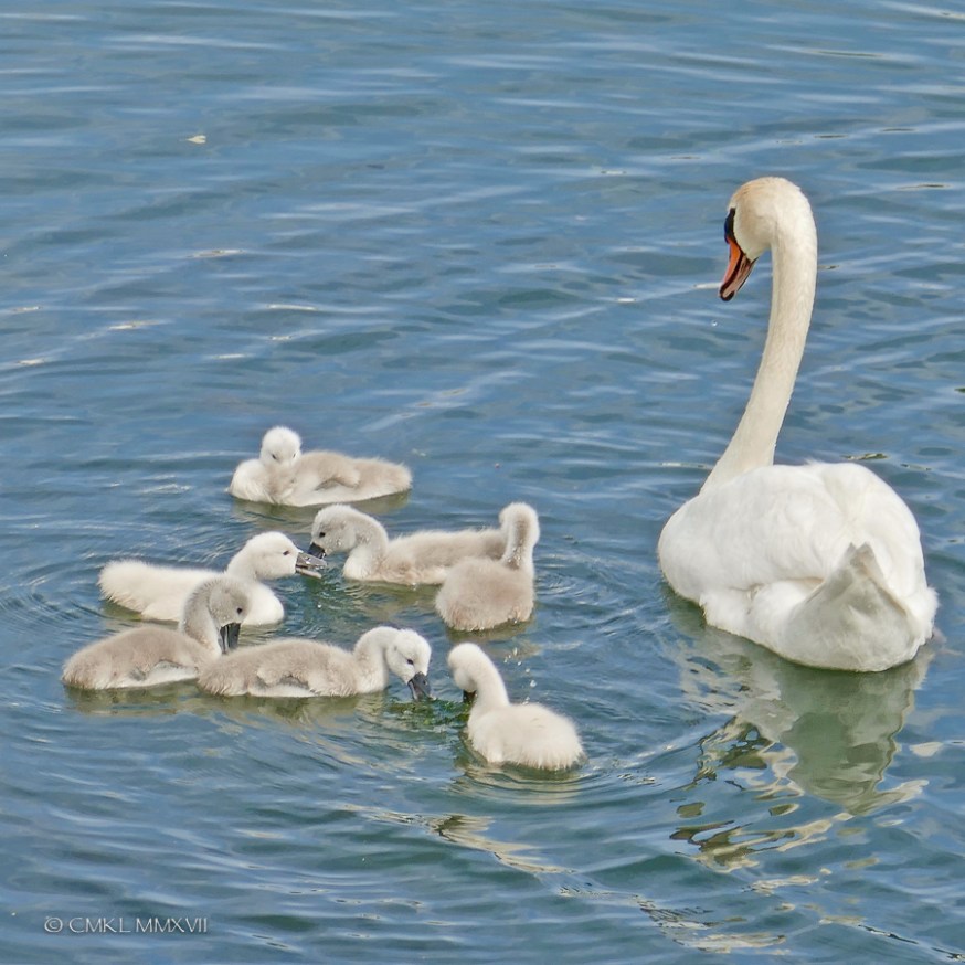 Saintes.Swans.2017.11-1220942