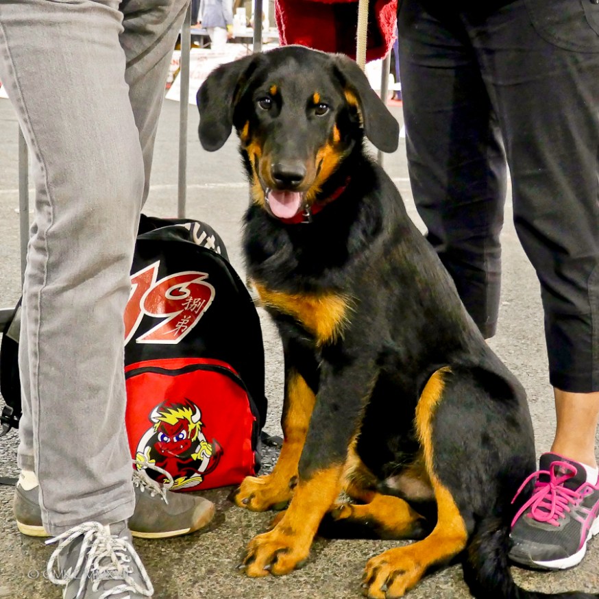 Poitiers.DogShow.01-1270200