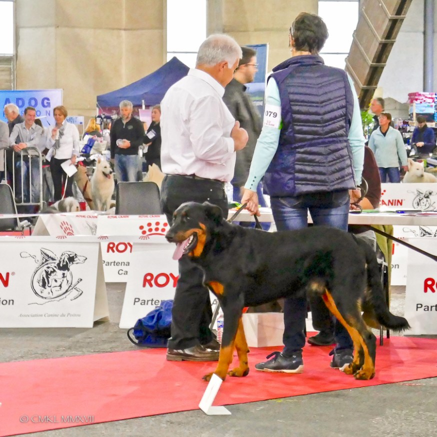 Poitiers.DogShow.02-1270210