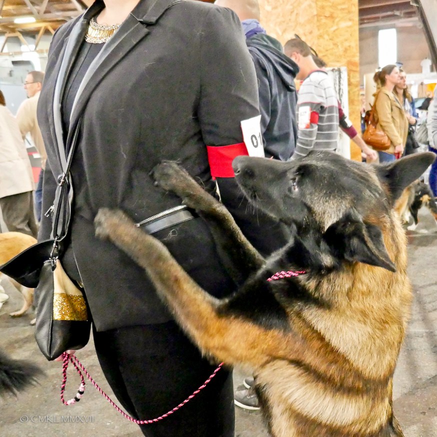 Poitiers.DogShow.07-1270271