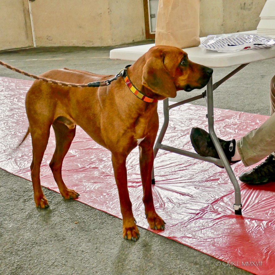 Poitiers.DogShow.10-1270312