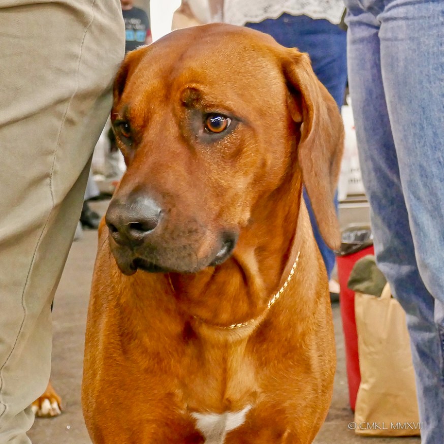 Poitiers.DogShow.12-1270323