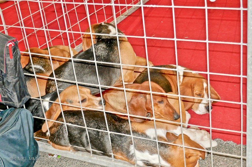 Poitiers.DogShow.19-1270310