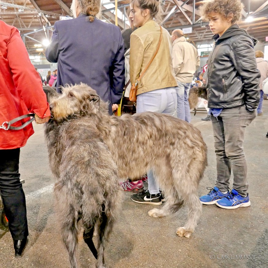 Poitiers.DogShow.22-1270475