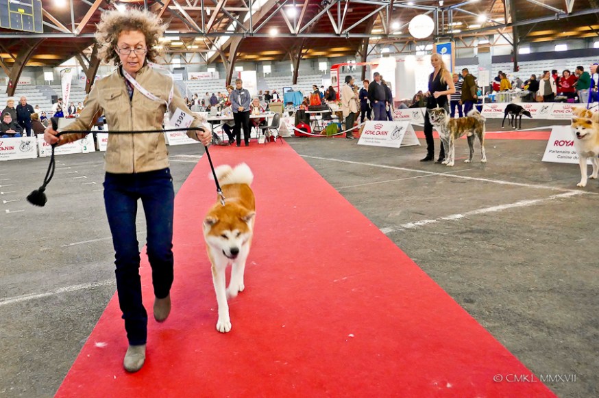 Poitiers.DogShow.32-1270866