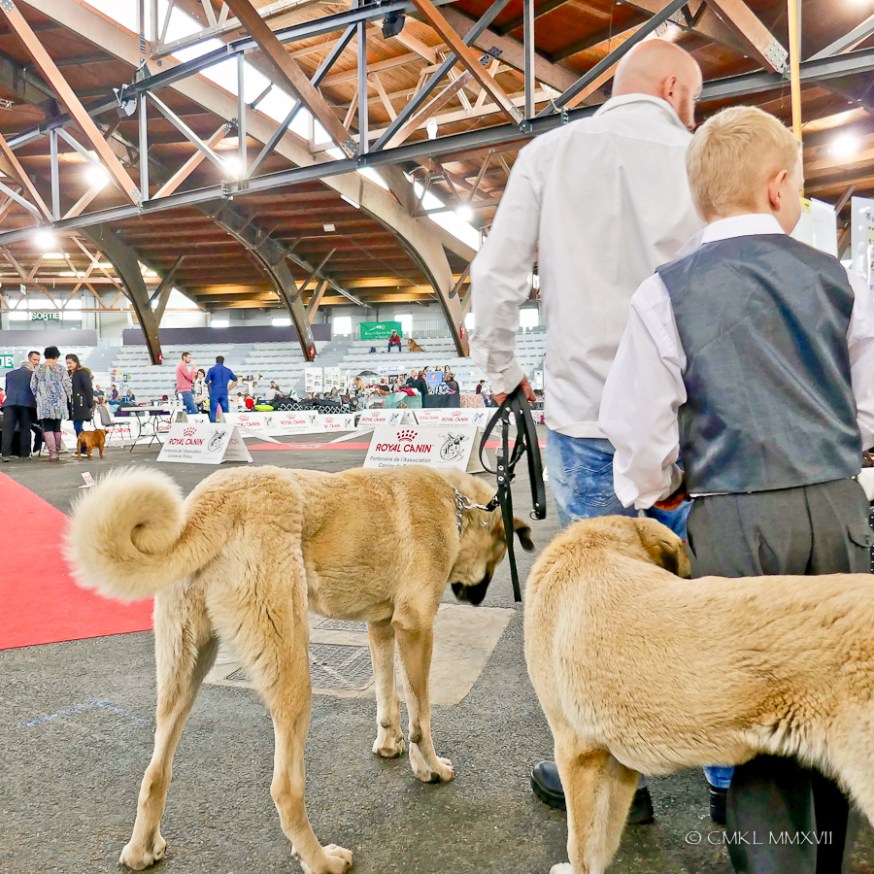 Poitiers.DogShow.33-1270510