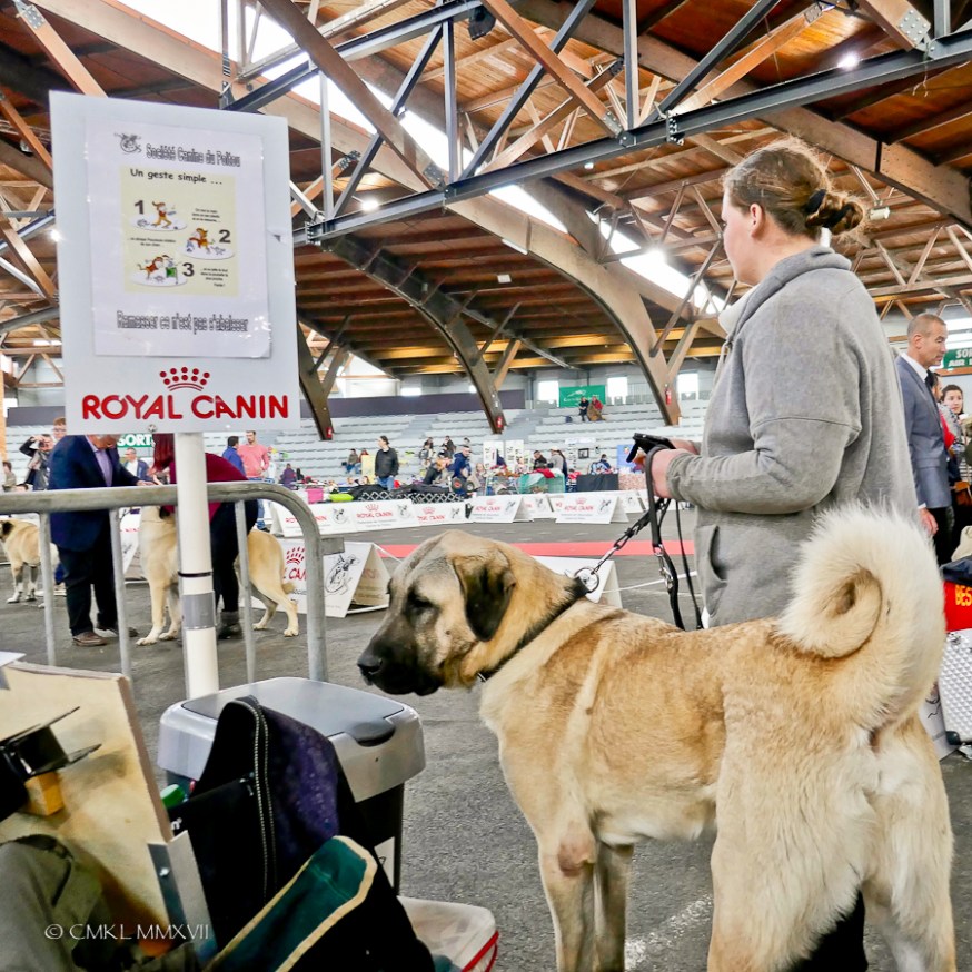 Poitiers.DogShow.38-1270549