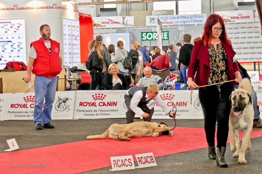 Poitiers.DogShow.46-1270676