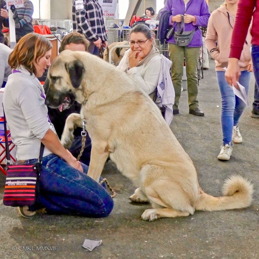 Poitiers.DogShow.52-1270697