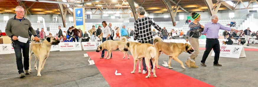 Poitiers.DogShow.62-1270876
