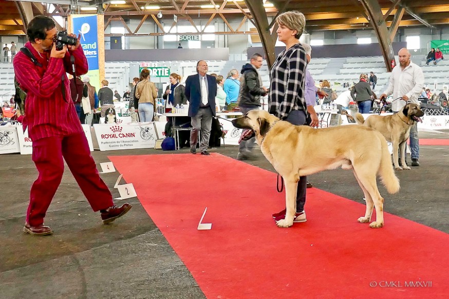 Poitiers.DogShow.64-1270878
