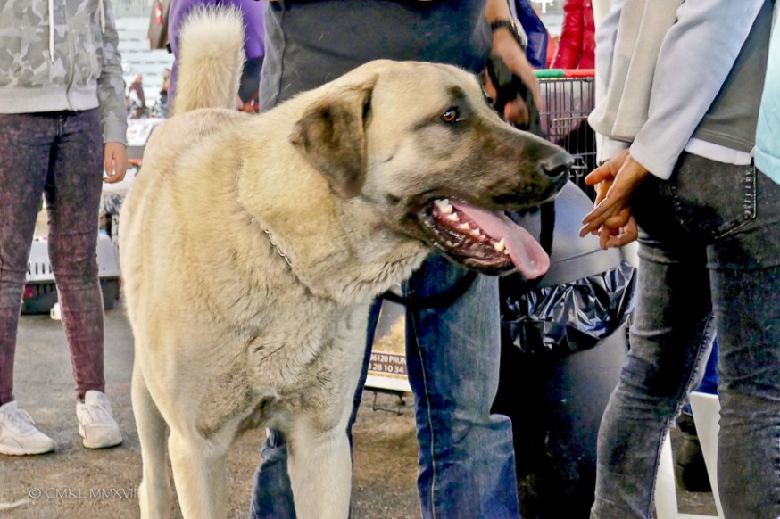 Poitiers.DogShow.66-1270894