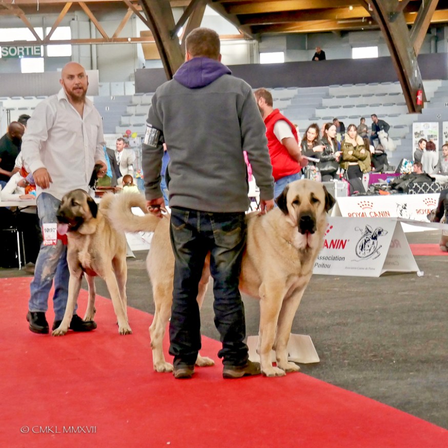 Poitiers.DogShow.68-1270897
