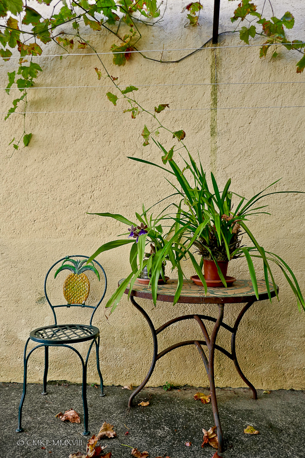 Zygopetalum.01-1330310