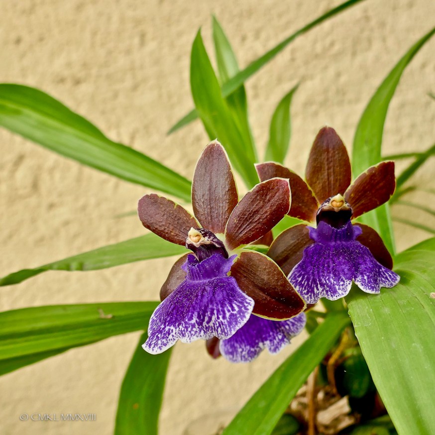 Zygopetalum.02-1330315