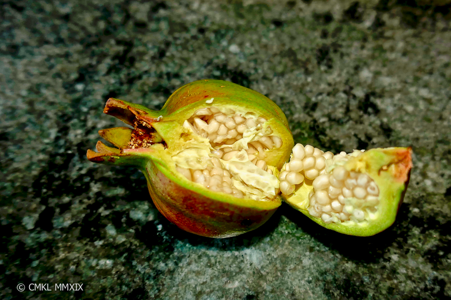 Jardin.August.08-1370101