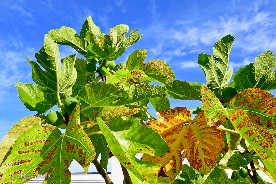 Jardin.August.09-1370078