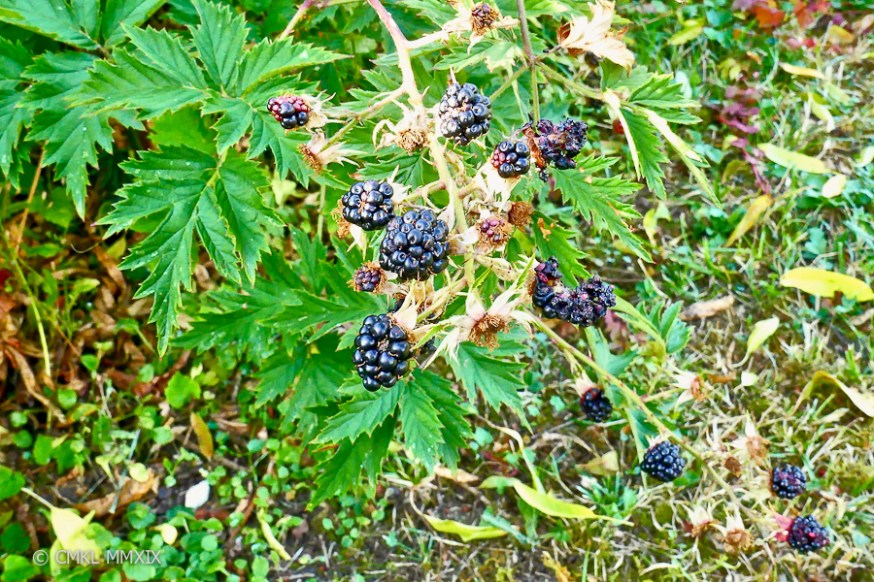 Jardin.August.10-1370077