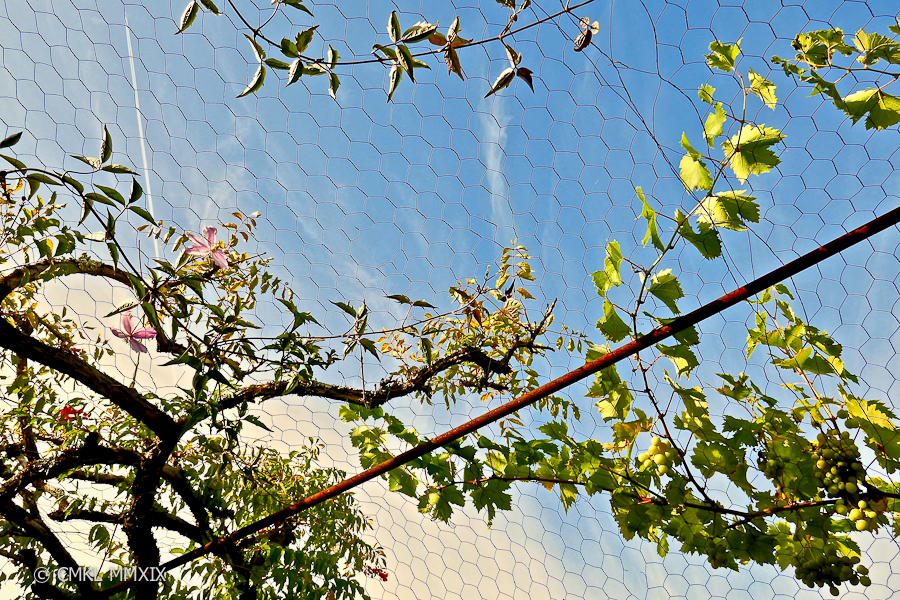 Jardin.August.11-1370076