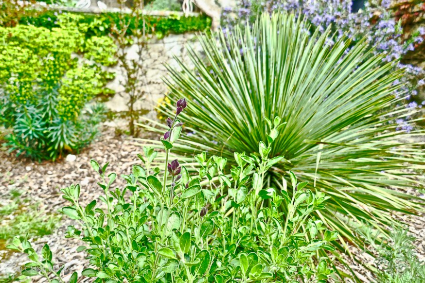 April.Garden.01-1410034