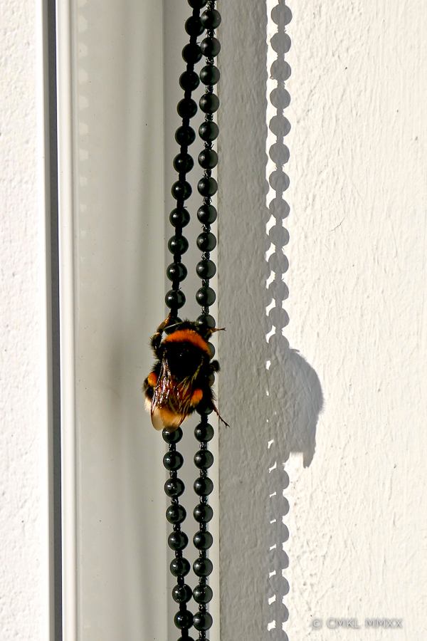 Bumblebee.02-1410054