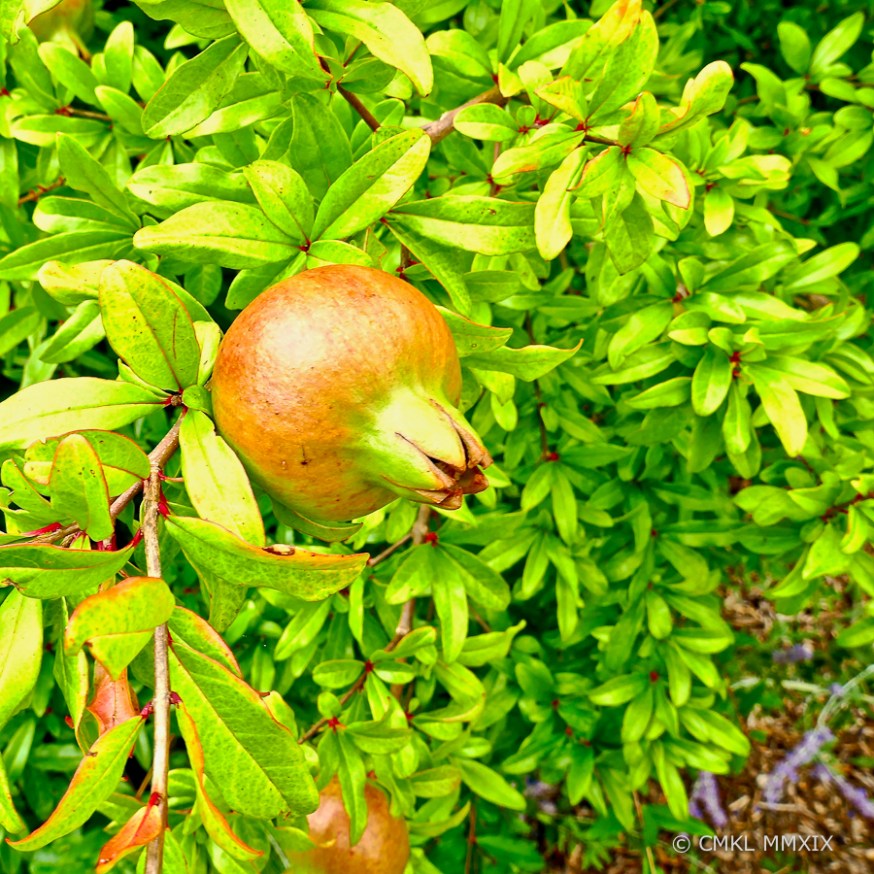 Jardin.August.06-1370045